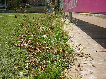 Mantenimiento de césped artificial Fútbol
