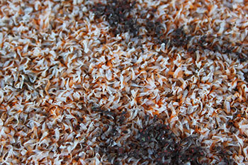 Campo de césped con algas